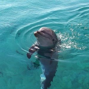 Meet your Posher, Morgan